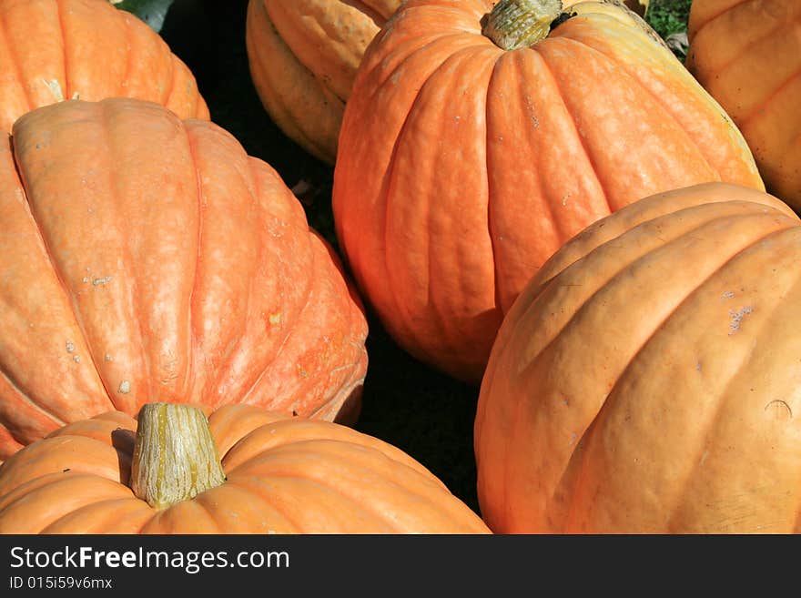 Large orange pumpkins grown in a 15 year old manure garden