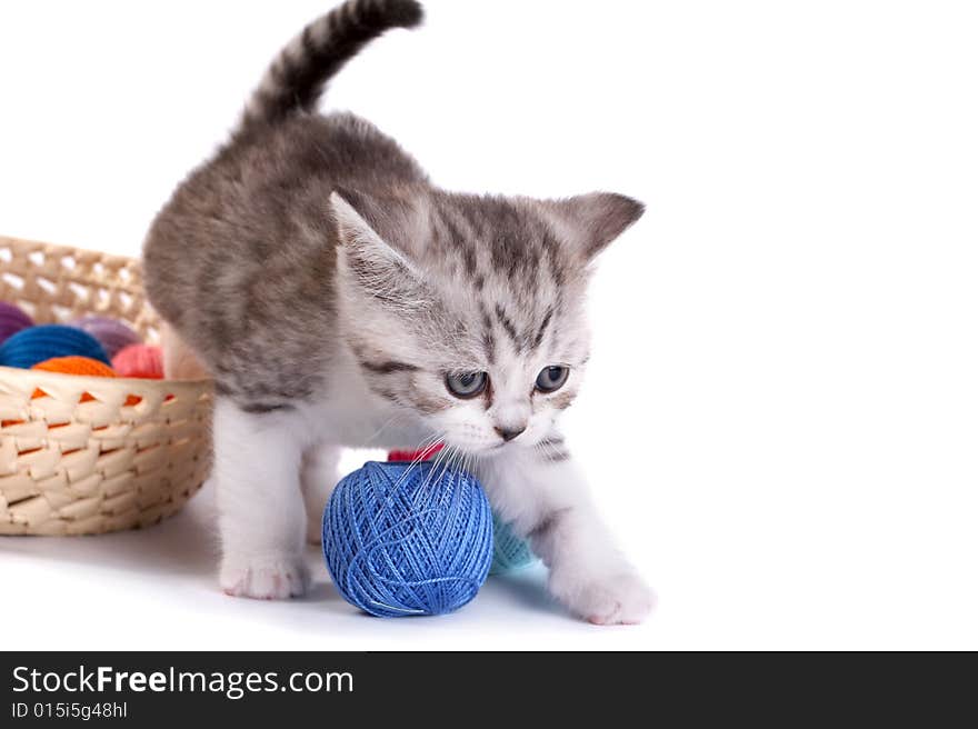 The kitten plays on a white background