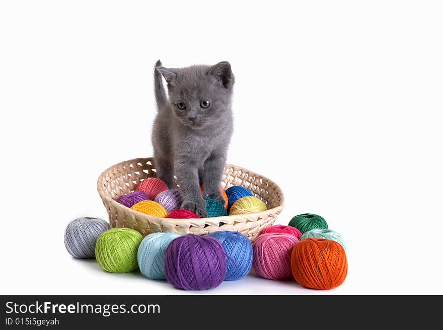 The kitten plays on a white background