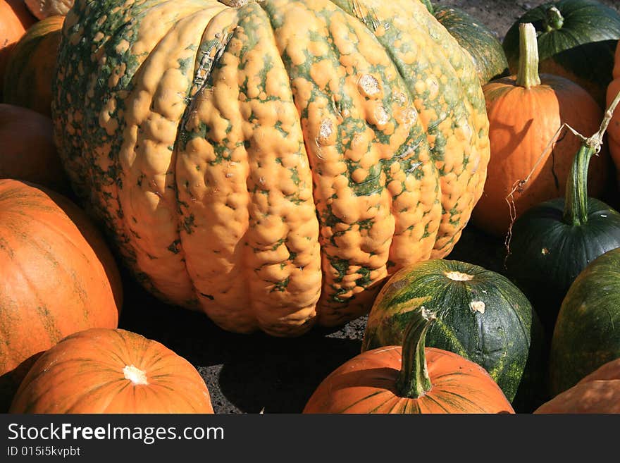 Variety of pumpkins