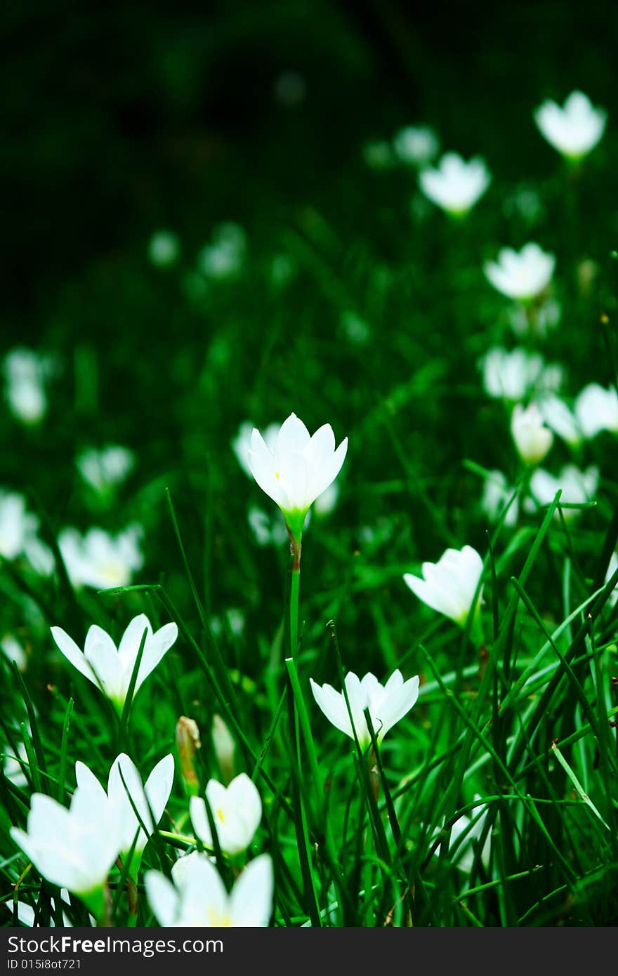 An unknown flower shooting in china.