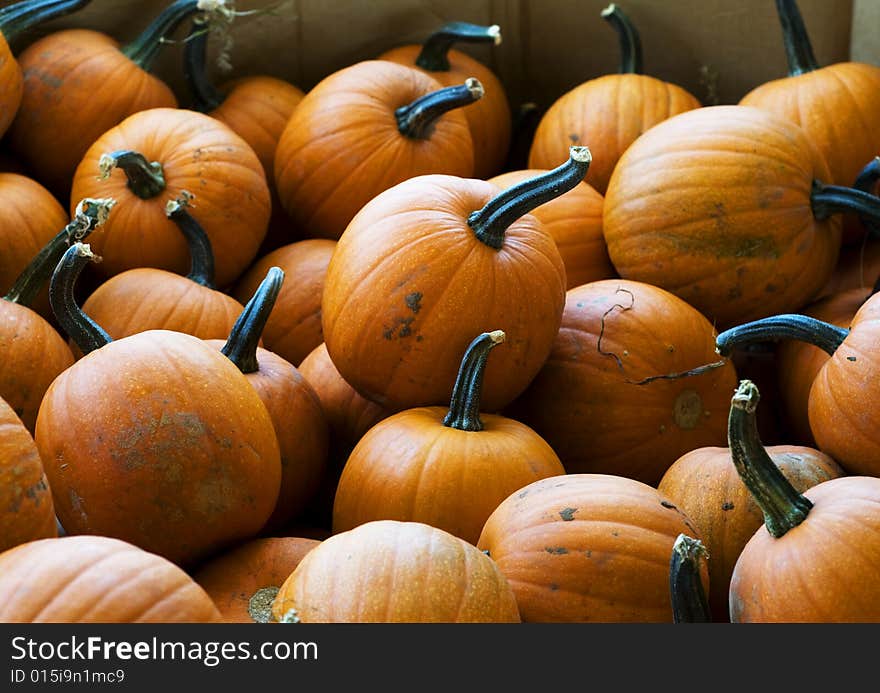 Over thirty small Halloween Pumpkins in a bin.