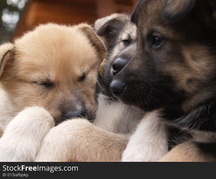 Cuddly Husky puppies