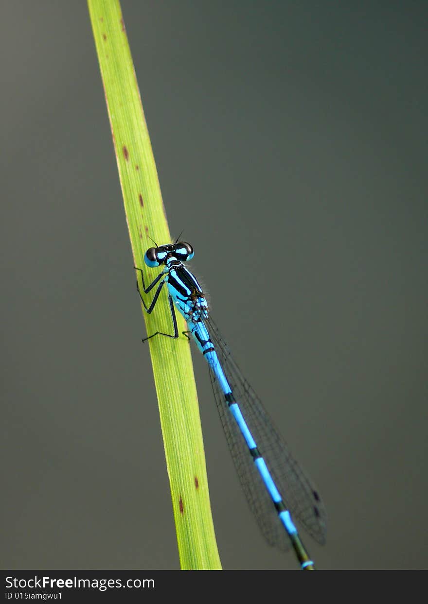 Dragonfly sitting on a blade.