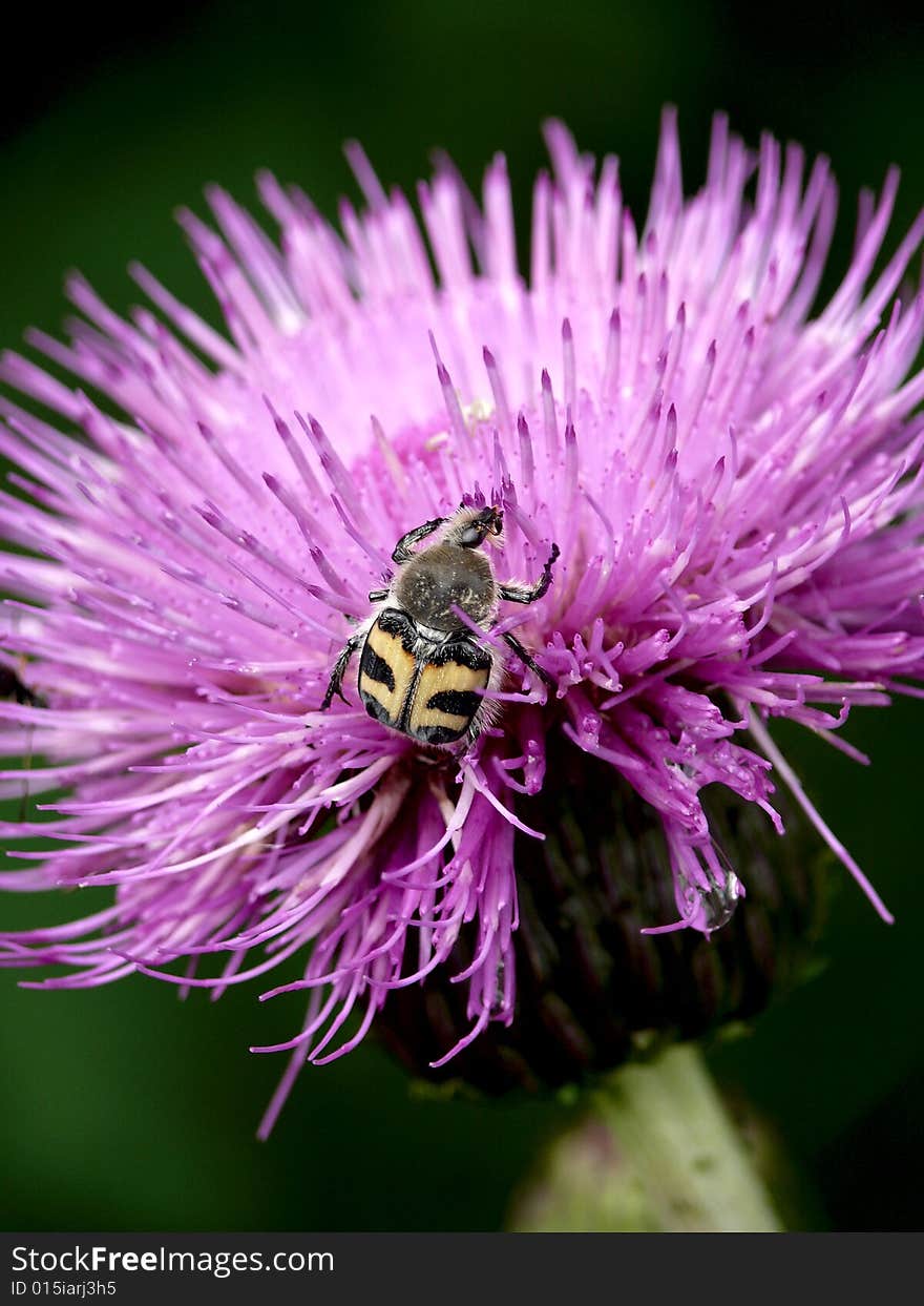 Ug sitting on a field flower. Summer.