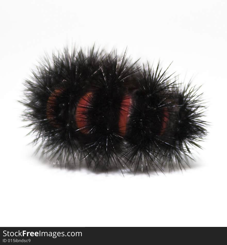 Large woolly caterillar with red-orange stripes. White Background. Large woolly caterillar with red-orange stripes. White Background.