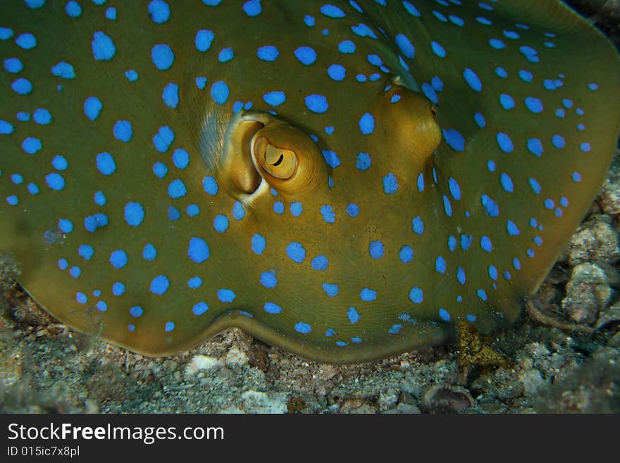 Close up of blue spotted stingray