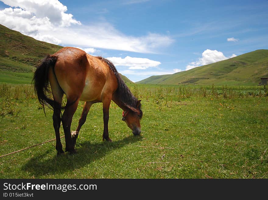 The leisurely horse in the blue sky and white clouds, are grazing,