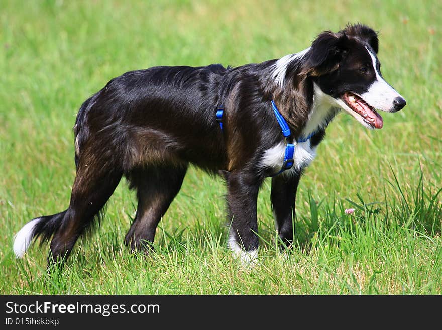 A young border collie girl (5 Month old)