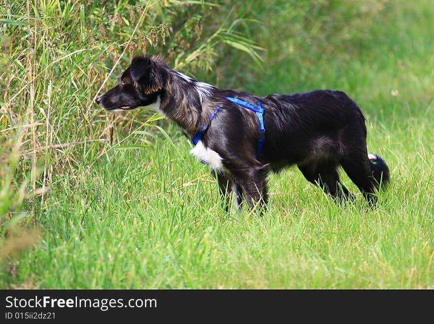 A young border collie girl (5 Month old)