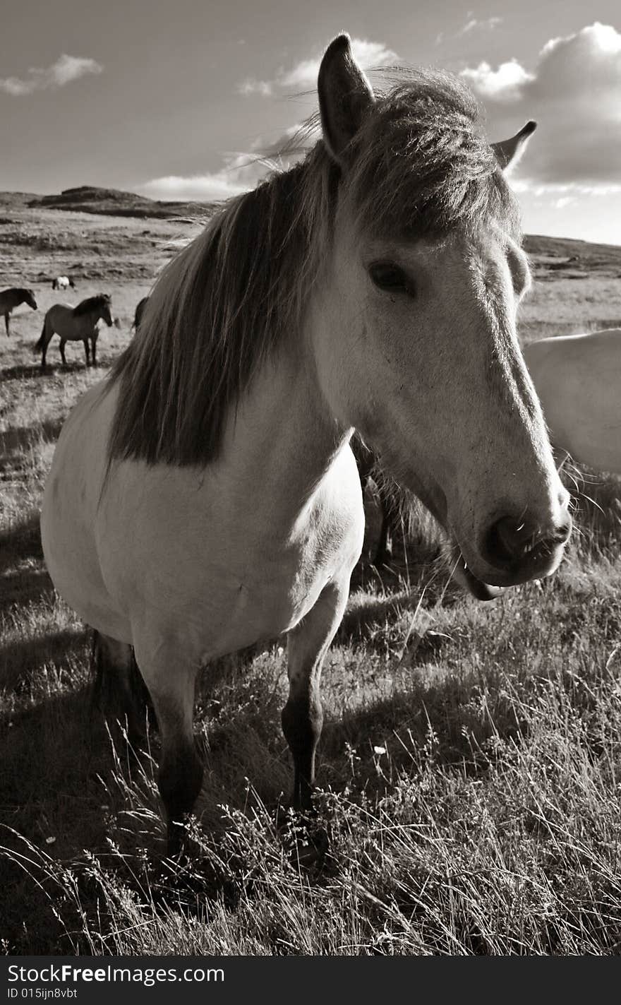 High contrast monochromatic photo of a horse chewing grass. High contrast monochromatic photo of a horse chewing grass.