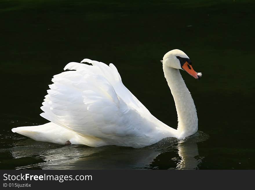 Swan