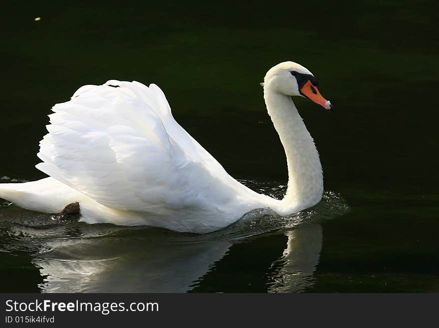 Swan