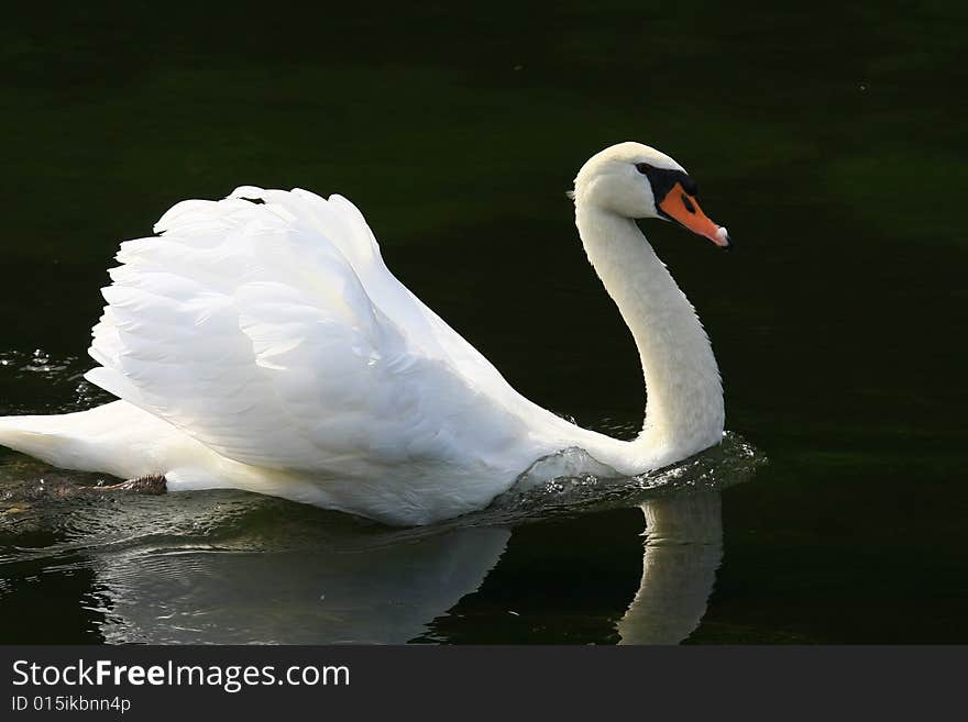 Swan