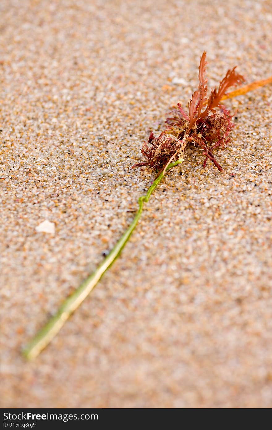 A Piece Of Washed Up Seaweed