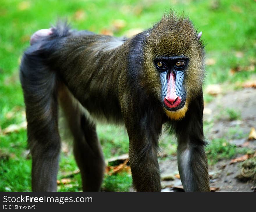 Mandril in zoo budapest