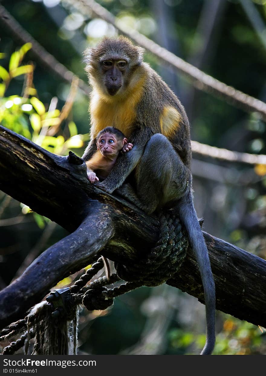 Monkey And Baby