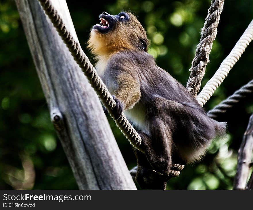 Monkey In Zoo Budapest