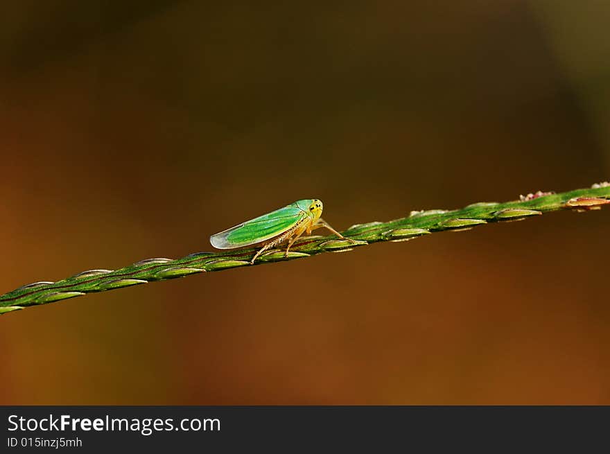 A small insect crawling in the green grass