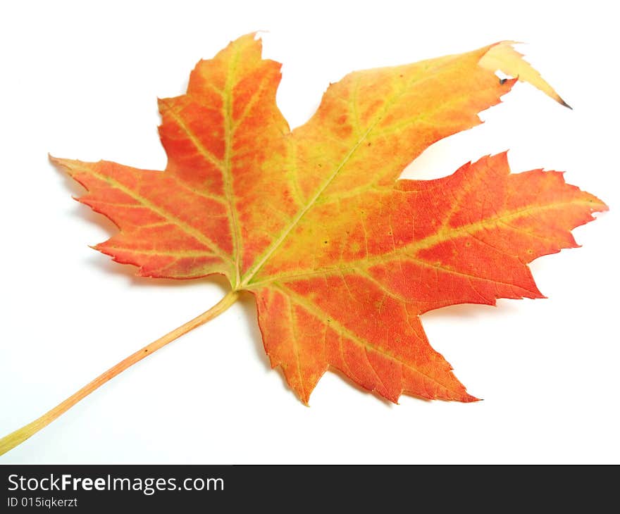 Fallen maple leaf isolated on white background