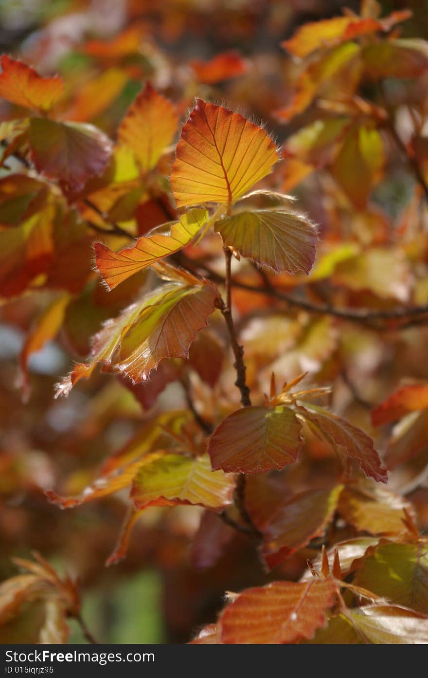 The color orange leaves on the tree