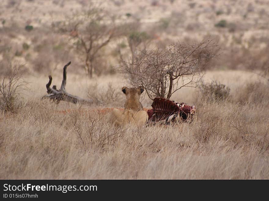 Lion and zebra meal