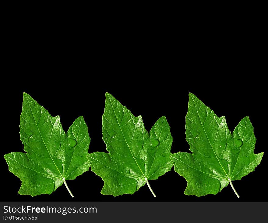 Three green leafs on black background. Three green leafs on black background