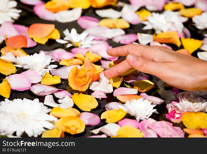 Woman's hand touching flower petals in water. Woman's hand touching flower petals in water