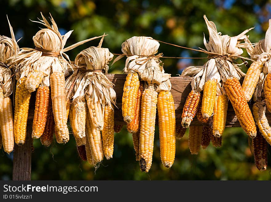 Several ears of fresh corn drying outdoors