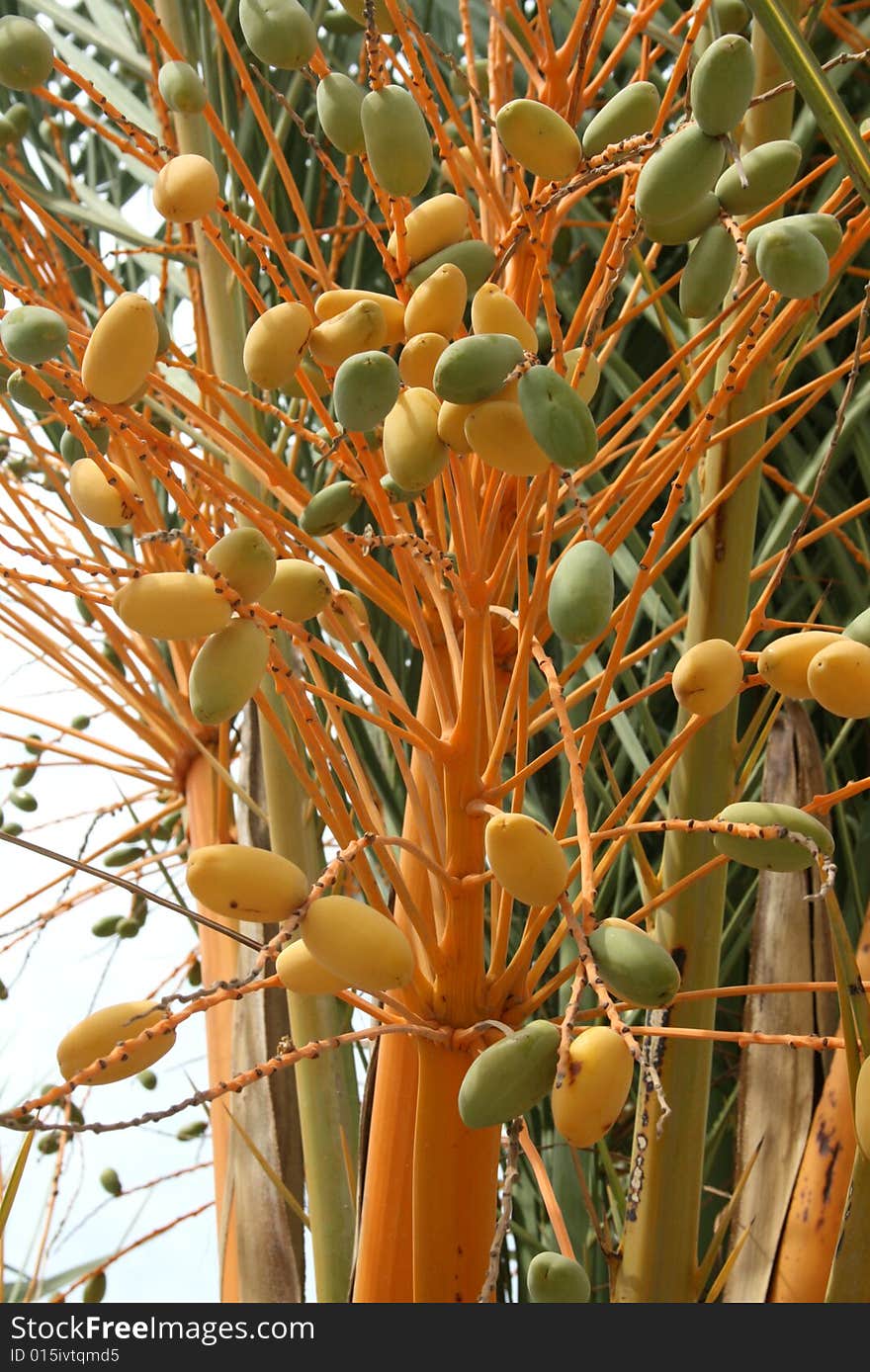 Date fruits on the streets of Hammamet, Tunisia