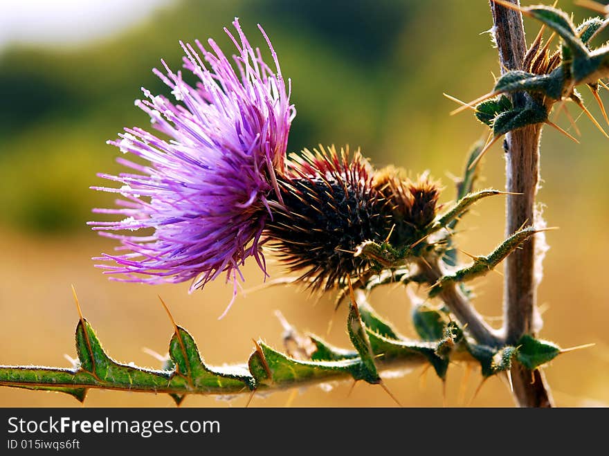 Very beautiful purple thorny flower