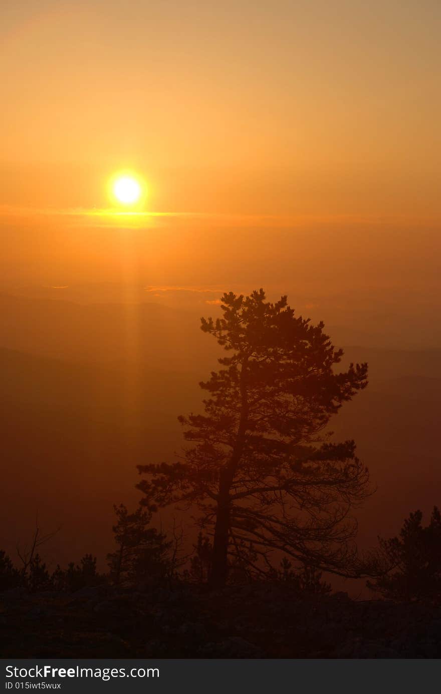 Lonely pine on the rock