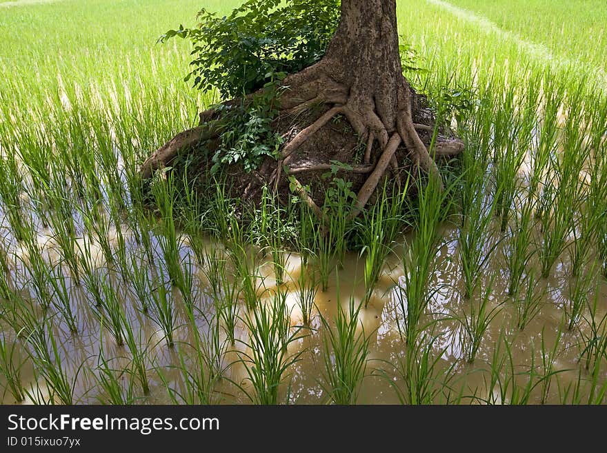 Rice field in Asia