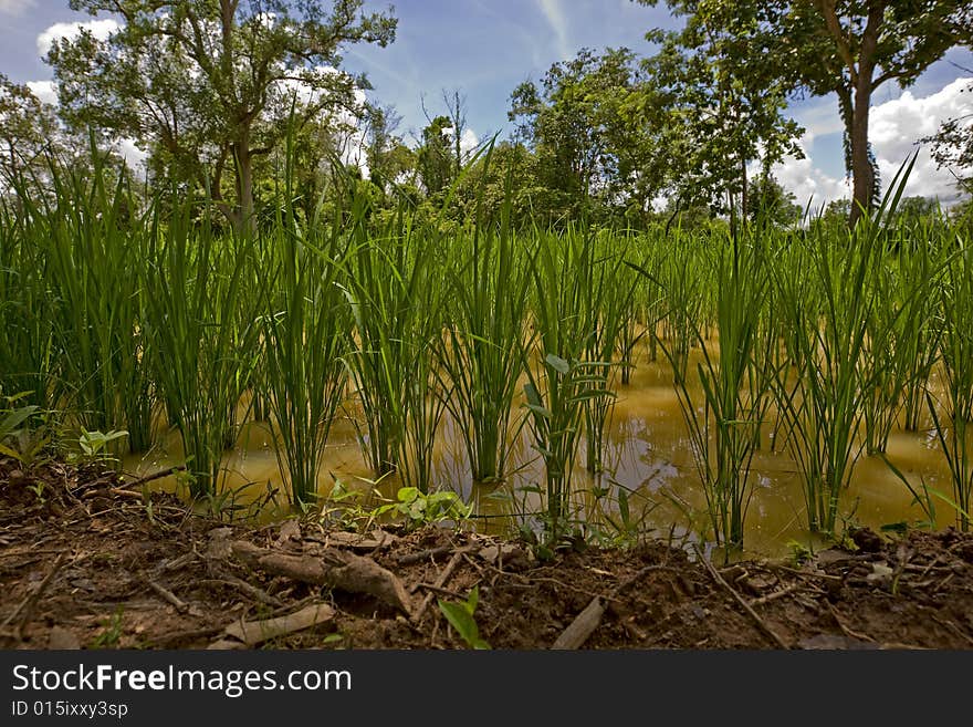 Rice field in Asia