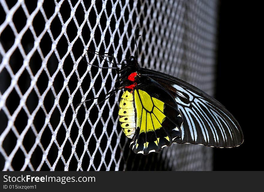 Butterfly is sitting on the net