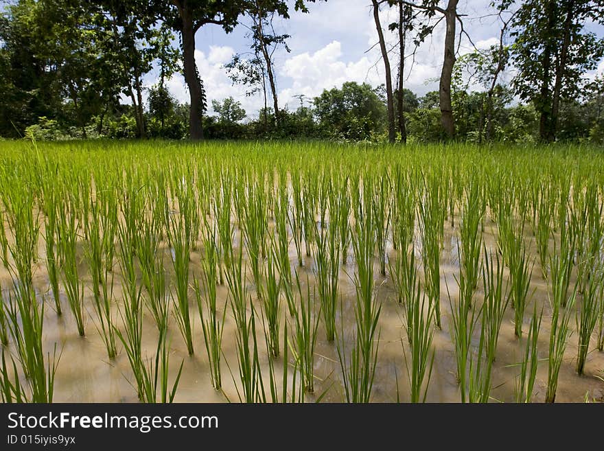 Rice Field In Asia,