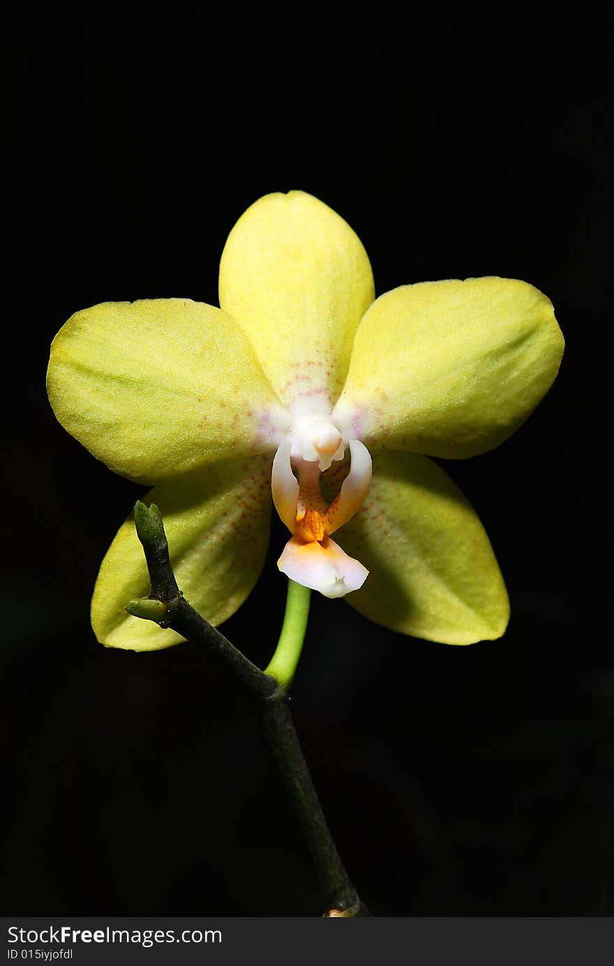 Beautiful branchlet of yellow orchid