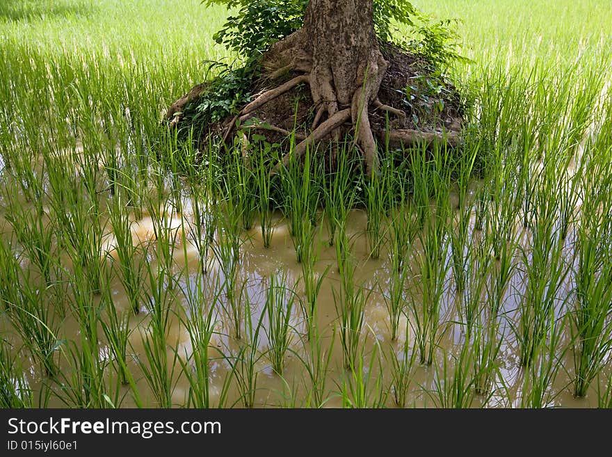 Rice Field In Asia,