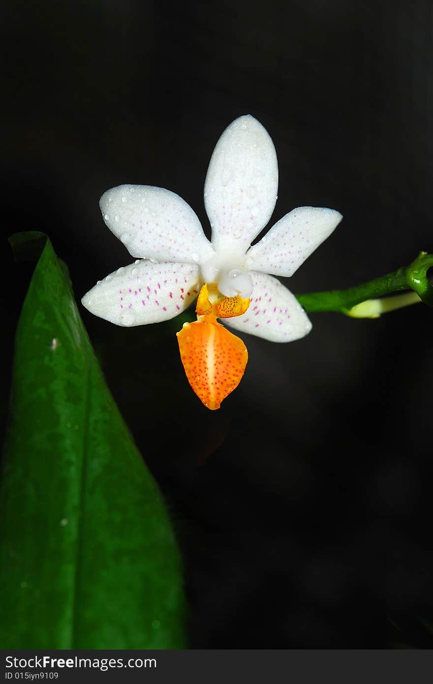 Beautiful branchlet of white orchid