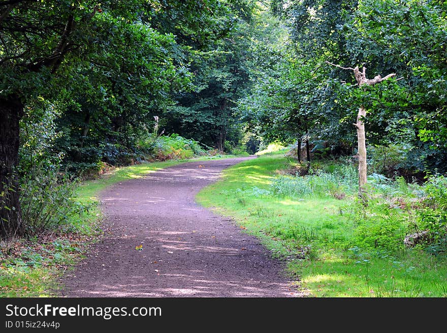 Shot of a forest pathway in late summer. Shot of a forest pathway in late summer