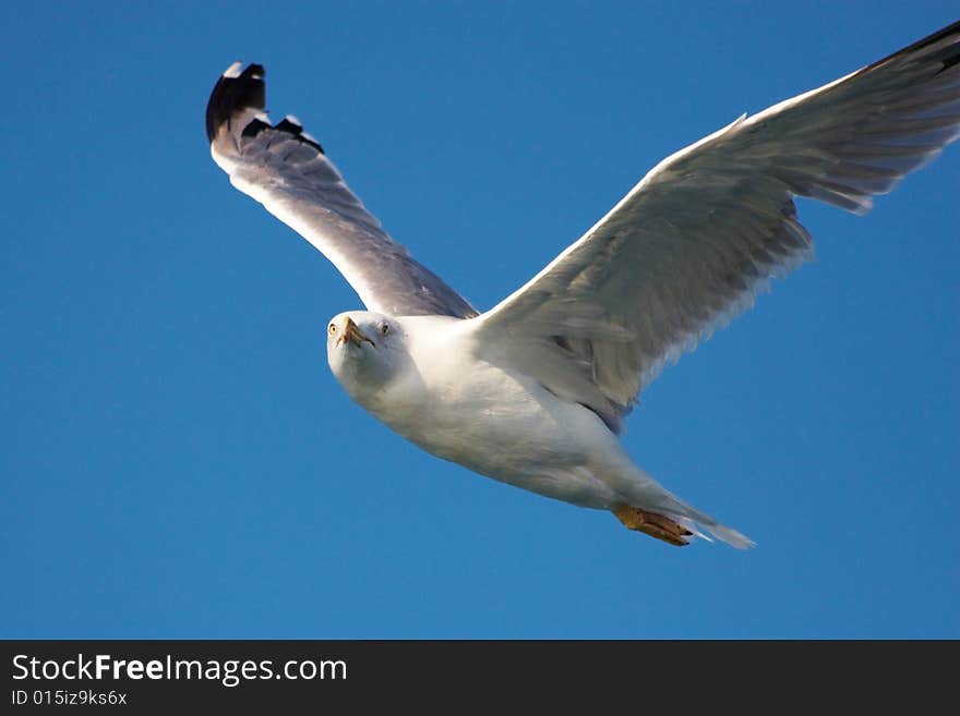 Gliding seagull on blue sky