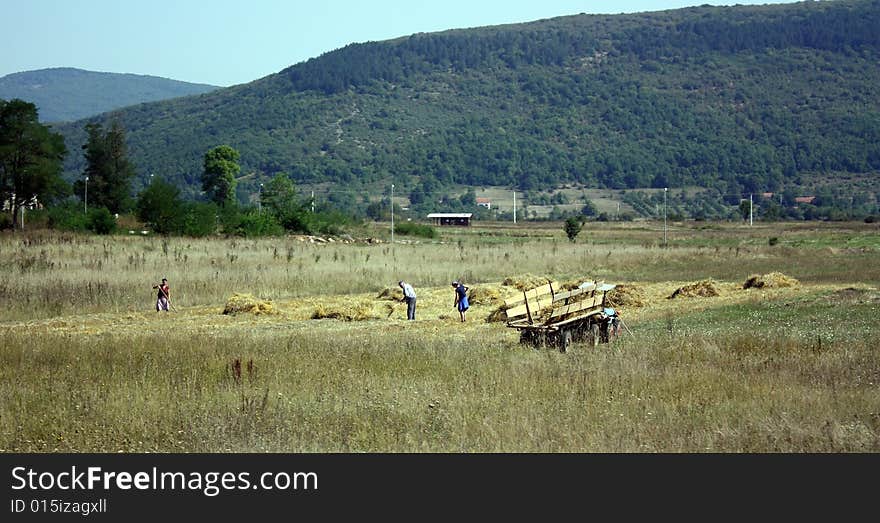 Haymaking