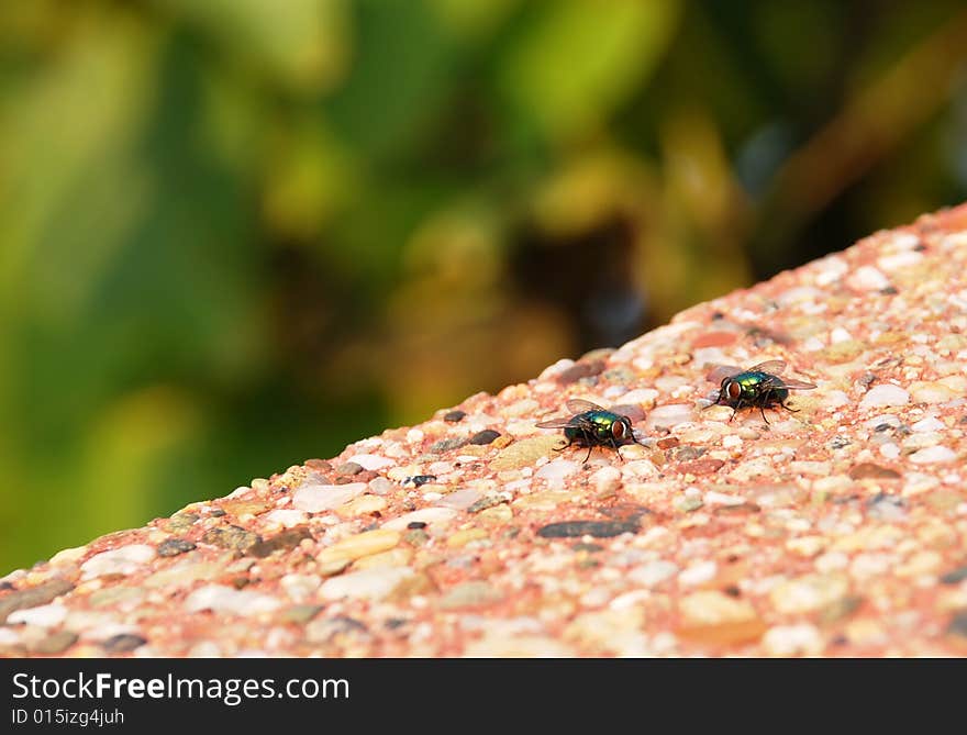 Two green flies outdoor on stone background