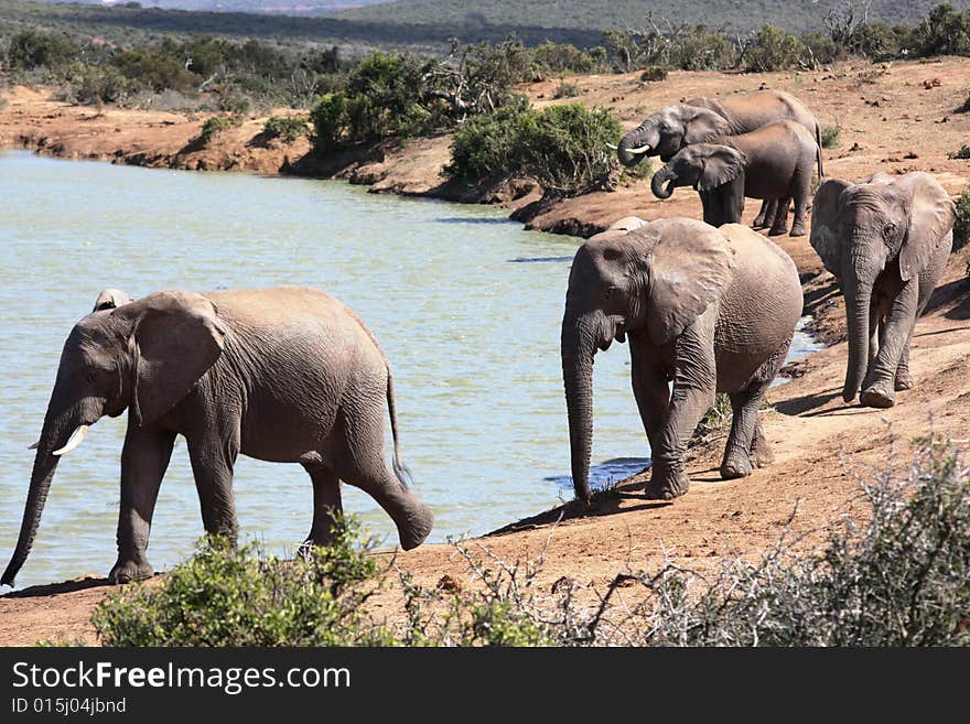 These elephants were having a drink near a waterhole. These elephants were having a drink near a waterhole