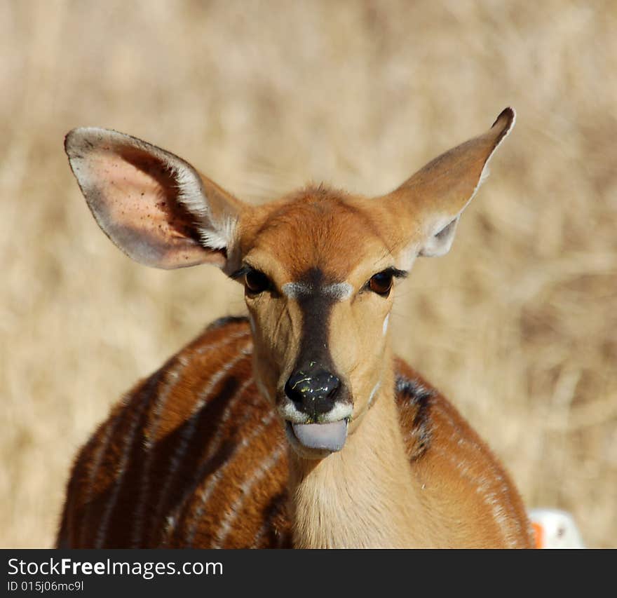 Nyala Antelope