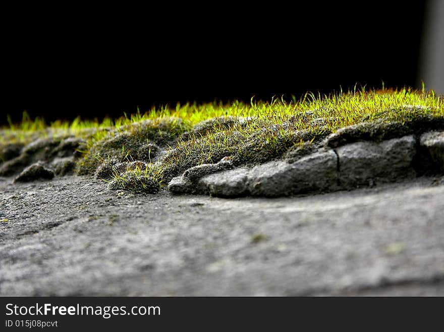 Moss on a stone breed. Moss on a stone breed