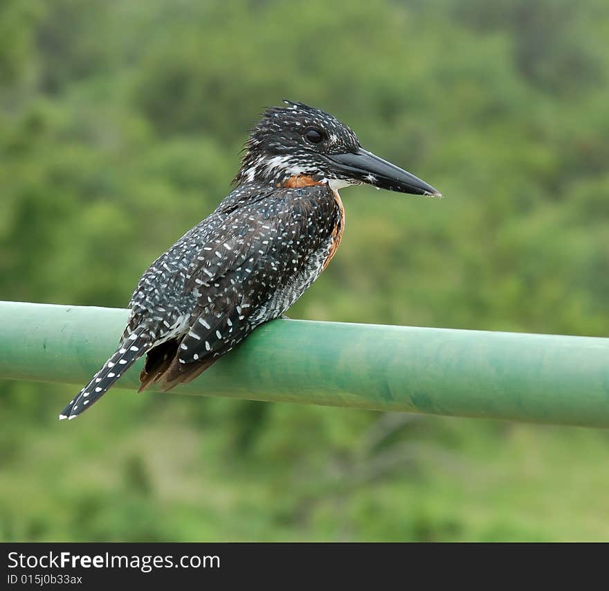 A GIANT KINGFISHER on the rail of a bridge in Southern Africa. A GIANT KINGFISHER on the rail of a bridge in Southern Africa.