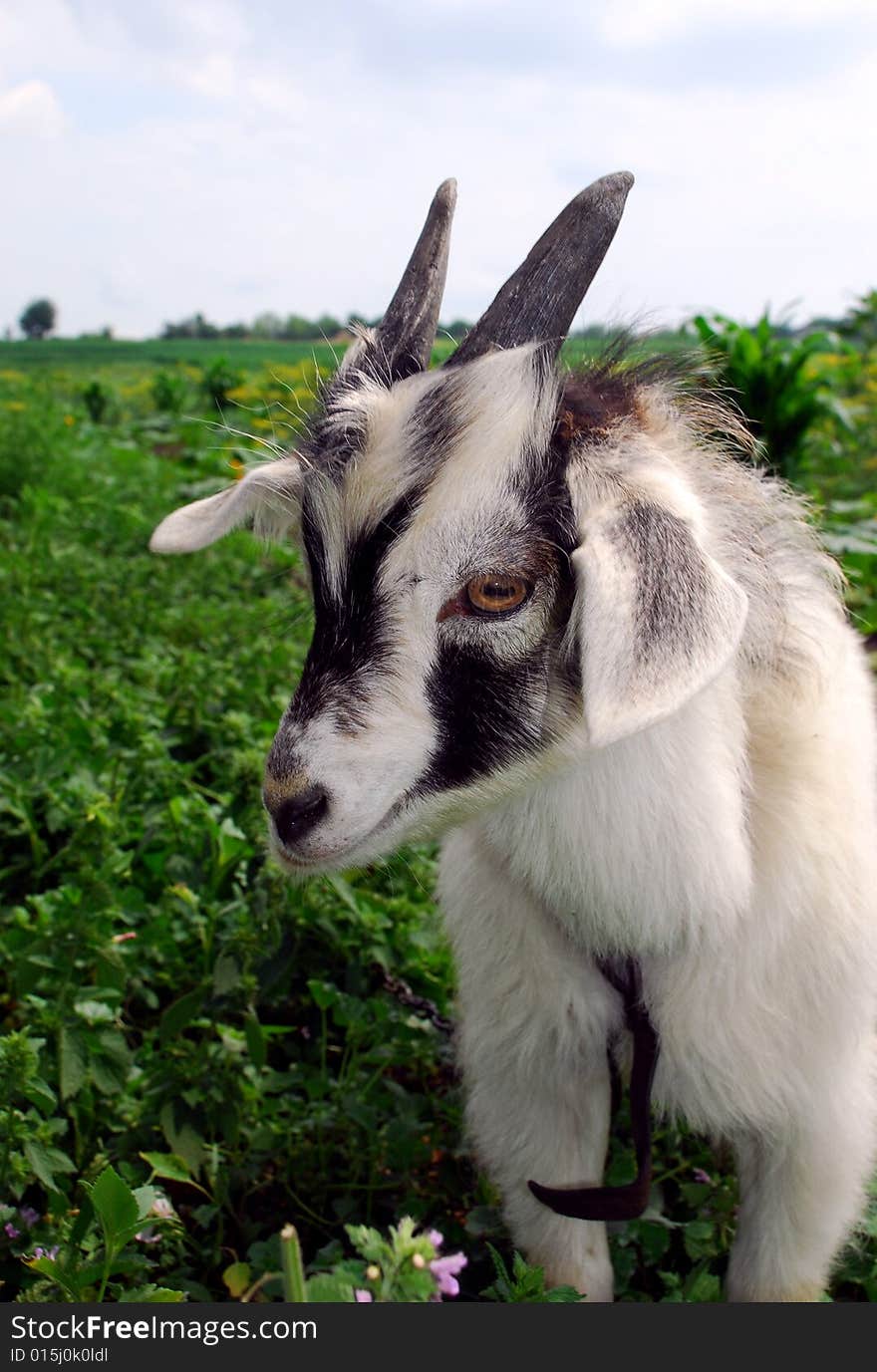 Goatling