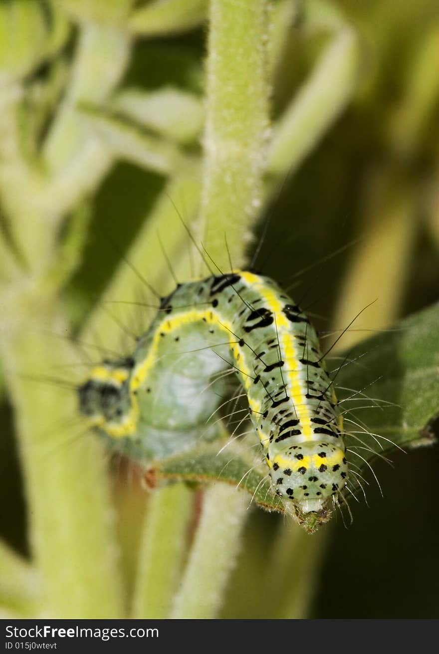 The caterpillars on the leaf in the field .