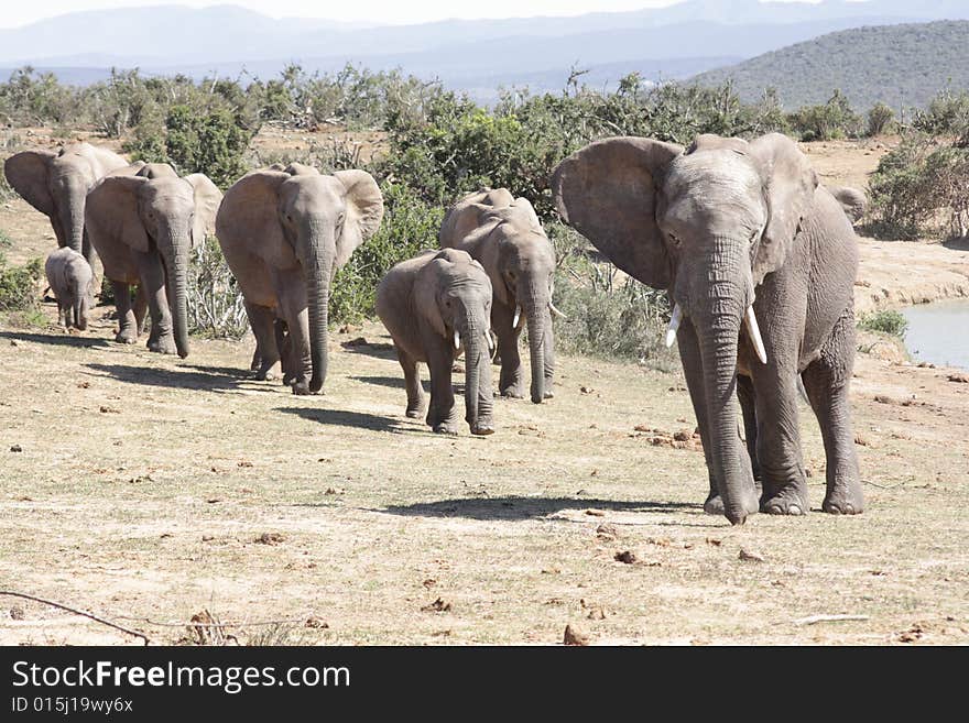 These elephants were having a drink near a waterhole. These elephants were having a drink near a waterhole